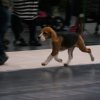 poznan - bis minnor puppy 1